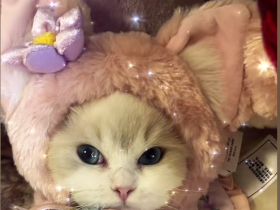 专业人员,请勿模仿!