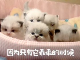 可爱布偶猫幼崽