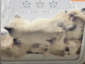 数数有几只小猫?