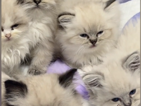 今日份小可爱已经上线