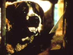 Netflix重制《狂犬惊魂》斯蒂芬·金惊悚名作